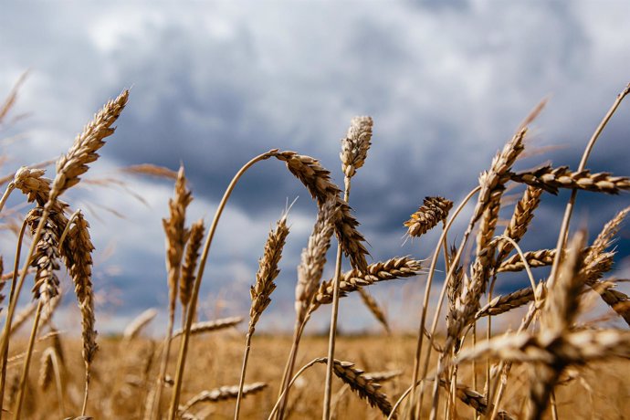 L'UE prolonge l'exonération des droits de douane sur les produits agricoles ukrainiens jusqu'en 2025 avec un « frein d'urgence »