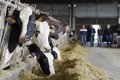 Le gouvernement approuve l'application de la norme européenne pour l'alimentation des animaux de ferme avec des aliments d'origine animale
