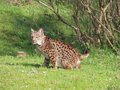 1,5 million approuvé pour les tâches de récupération et de conservation du lynx ibérique dans la région
