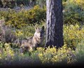 Écologistes en action demande au PP de retirer son projet de loi « pour déprotéger le loup »