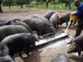 L'Espagne fait part ce lundi à Bruxelles de ses inquiétudes concernant la recherche chinoise sur le porc européen