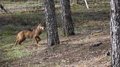 La CJUE déclare illégale la loi de Castilla y León qui permet de chasser les loups même dans un état de conservation défavorable