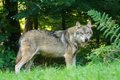 La Cantabrie « accepte » l'arrêt de la CJUE sur le loup mais estime qu'il repose sur des données « non réelles »