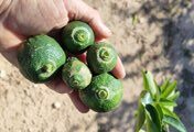 La Unió dénonce la tendance à la hausse des importations d'agrumes nuisibles en juin