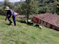 L'Union des syndicats demande à l'UE une directive européenne pour la protection contre les loups