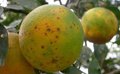 Intercitrus demande à la CE d'agir suite aux 26 détections de parasites dans les importations en août
