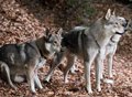 Des organisations militent pour la protection du loup « conformément à la réalité galicienne » et demandent de l'aide