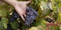 L'UE enregistre la nouvelle Appellation d'Origine Protégée pour le vin Urbezo, à Cariñena
