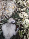 La Députation Forale d'Alava renforce la population d'aigles de Bonelli avec la réintroduction d'un spécimen élevé en captivité