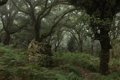 Zero Deforestation Alliance estime qu'il est « irresponsable » de retarder le veto de l'UE sur les ventes de cacao qui provoquent la déforestation