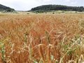 La justice européenne considère que Bruxelles doit verser près de 10 millions de fonds agricoles européens à l'Espagne