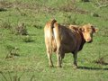 Le Brésil rejette la proposition de Carrefour de suspendre la vente de viande produite dans les pays du Mercosur