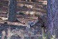 Le Médiateur européen enquête sur la dégradation du statut de protection du loup