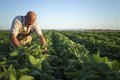 COAG prévient que l'accord avec le Mercosur affectera la « survie » des villes andalouses à prédominance agricole