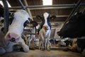 L'accord avec le Mercosur ne modifie pas les normes de sécurité alimentaire et comprend des clauses de sauvegarde