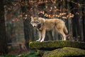 L’UE parvient à réduire la protection internationale du loup comme étape préalable à la modification des règles communautaires