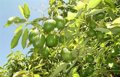 Le Journal Officiel de l'UE publie la demande d'enregistrement de l'indication géographique protégée « Aguacate de Canarias »