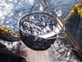 Le CES approuve un avis visant à ce que les règles de pêche de l'UE s'appliquent dans toutes les eaux