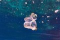 Bruxelles met en garde contre une augmentation de la pollution microplastique et reconnaît que plus de mesures sont nécessaires