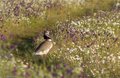Friends of the Earth emmène à l'UE La destruction des zones d'oiseaux de steppe à côté du réservoir d'Almudévar (Huesca)