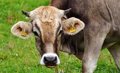 Le quota de bœuf de la viande de mercosur représenterait plus de 14% de la consommation annuelle en Espagne, selon Union of Unions
