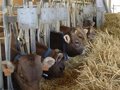 La nomination élabore des études sur l'incorporation de pois et d'autres ressources locales dans les appâts des veaux