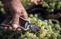 Le secteur du vin de Jerez (Cádiz) demande à la « tête froide » de négocier et de ne pas « grimper » le problème de nous Araceles