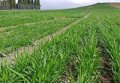 L'Eurocamara soutient l'imposition de nouveaux tarifs à l'agriculture et aux engrais de la Russie et de la Biélorusie