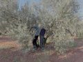 L'Université de Jaén contribue à stimuler la durabilité agricole en Europe avec le projet SCALE-IT