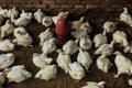 Le Brésil suspend pour 60 jours l'exportation de la viande de poulet vers l'UE, la Chine et l'Argentine pour un cas de grippe aviar