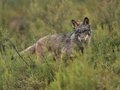 Le PP parvient à réduire la protection du loup dans le PE et garantit le contrôle de la population pour sauvegarder l'environnement rural