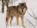 Le PPCyl demande au gouvernement de « voir » les directives de l'UE sur le loup et de s'entendre sur les décisions avec la CCAA