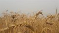 Bruxelles commence les négociations de lundi avec l'Ukraine avant la fin de l'exemption des tarifs agricoles