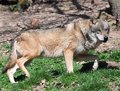 Enba applaudit le changement de statut du loup dans l'UE et demande au gouvernement central de sa « transposition urgente »