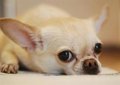 L'Eurocamara demande une puce obligatoire pour tous les chiens et les chats de l'UE et opposent sa vente dans les animaux domestiques