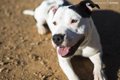 L'Europe renforcera les mesures de contrôle des chiens et des chats, environ 470 000 dans les îles Baléares