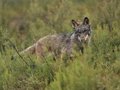 L'UE rencontre le dernier processus pour formaliser la réduction du statut de protection des loups