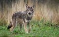 Le Constitution admet l'appel du Médiateur contre la chasse du loup