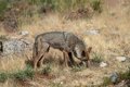 Le Constitutionnel étudiera la semaine prochaine la ressource du Médiateur contre la chasse au loup