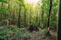 Les forêts européennes absorbent moins de CO2 et les objectifs de l'UE sont en danger, selon une étude