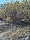 COAG alerte « l'abandon de masse » de l'arbre aux amandes dans la province de Séville « pour les parasites, la sécheresse et les bas prix »