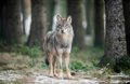 La Cantabrie prévient l'Europe que les rapports sexénaux du loup « n'ont pas réussi » par la Conférence du secteur