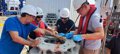 Le CSIC installe les récifs artificiels de la mer d'Alborán pour restaurer les coraux de profondeur