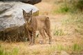 Le WWF dit que si la vie disparaît, le principal outil de conservation des espèces comme le lynx serait perdu «