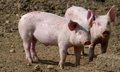 Bruxelles prendra « toutes les mesures nécessaires » pour défendre le cochon européen des tarifs de la Chine