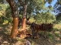 Diputación Málaga participe au projet européen avec une initiative visant à transformer les déchets forestiers en biomatériaux