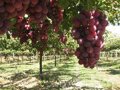 L'UE sera permanente la relaxation des tarifs de raisin et d'autres produits agricoles importés de Moldavie