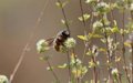 L'objectif fixé par l'Union européenne pour éviter le déclin des pollinisateurs ne suffit pas, selon une étude
