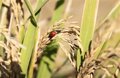 Asaja Sevilla demande que la clause automatique de sauvegarde du riz ne devient pas un mécanisme inaccessible