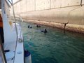 La Fondation Valenciaport participe à un projet visant à promouvoir la détection précoce des espèces envahissantes dans les eaux de ballast